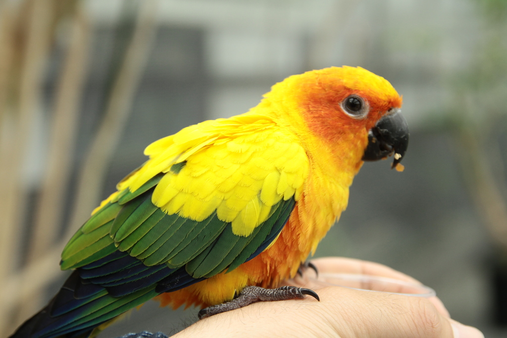 コガネメキシコインコ②