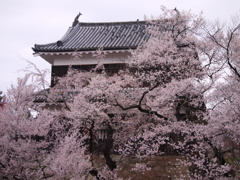 上田城と桜