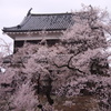 上田城と桜