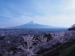 新倉浅間山公園　桜&富士山