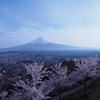 新倉浅間山公園　桜&富士山