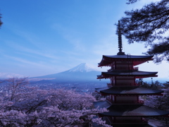 新倉浅間山公園　桜&富士山&五重塔