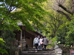 緑