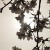 かすかな桜