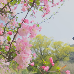 かわいい桜