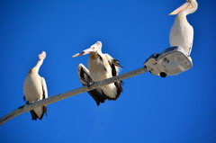 ペリカン達の座談会