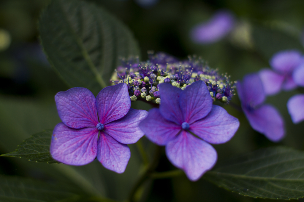 額紫陽花