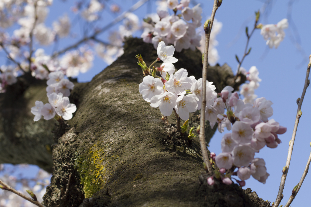 桜の季節