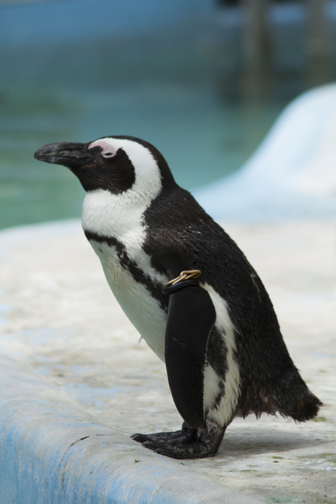 ペンギンさん