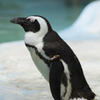 ペンギンさん