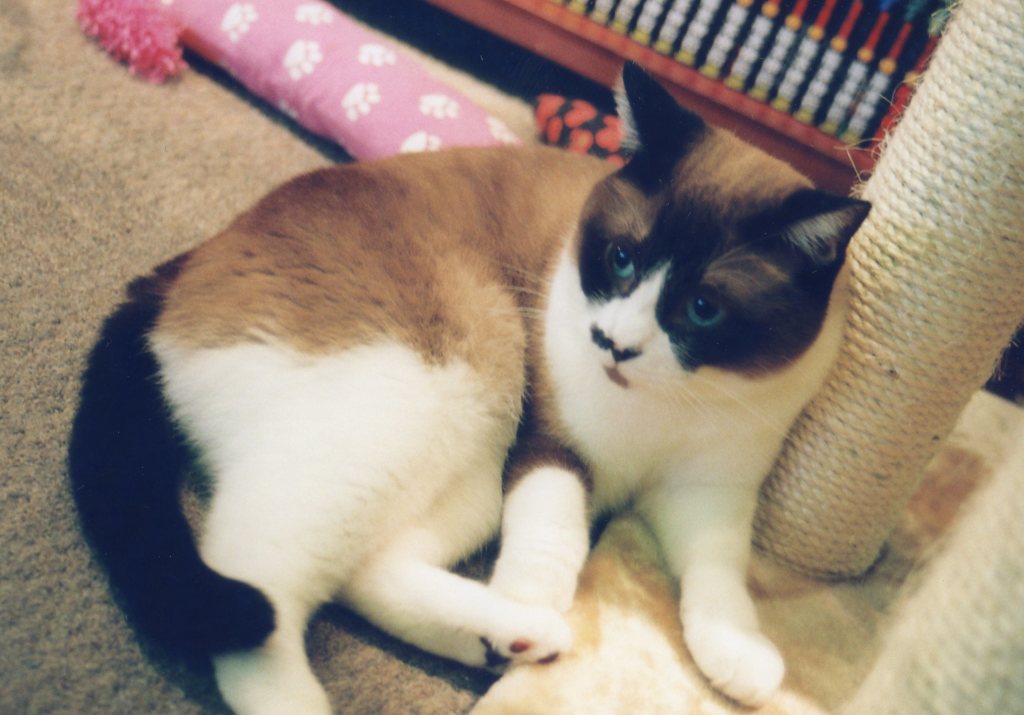 ネコ