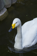 白鳥さん