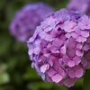 紫陽花