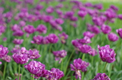 紫の絨毯