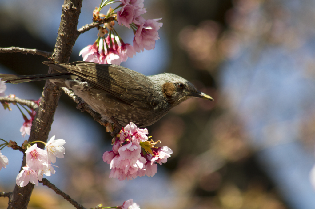 ヒヨドリと花