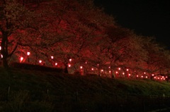 夜桜