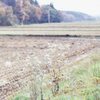 田園の秋
