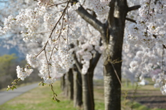 山里の桜