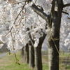 山里の桜