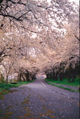 雨の公園5