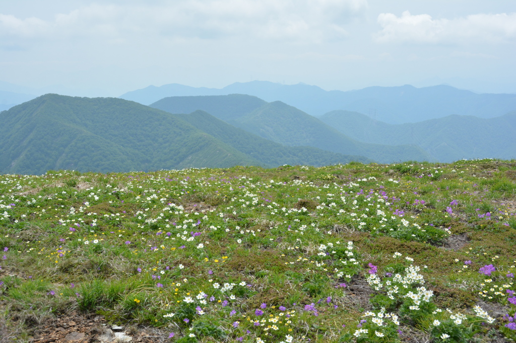 高山の春