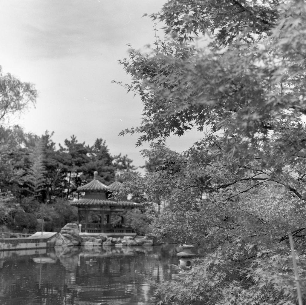 中国庭園in新潟