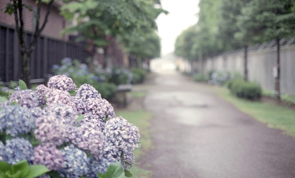 紫陽花