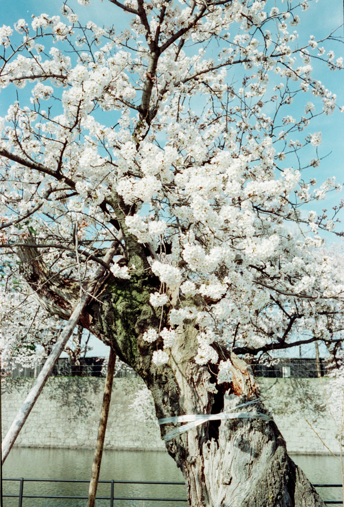 桜をフィルムで