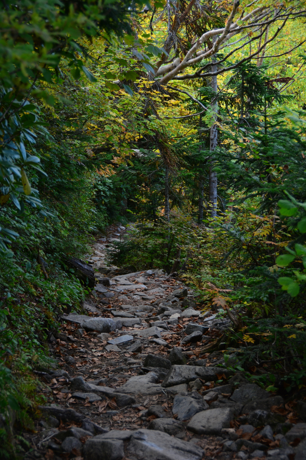 登山道