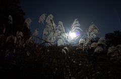 山麓の芒