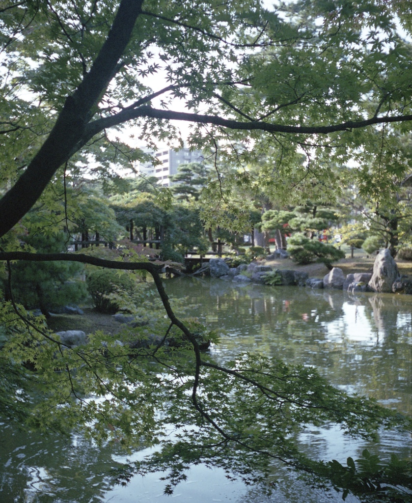 夏の公園