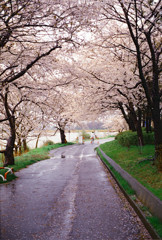 雨の公園2