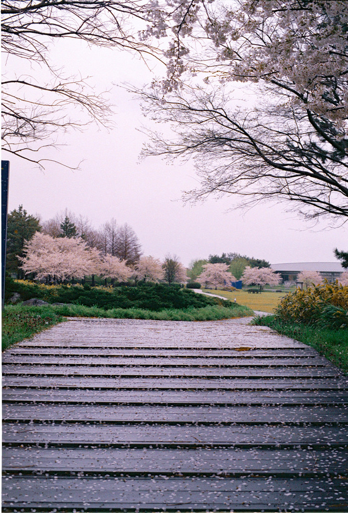 雨の公園4