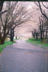 雨の公園