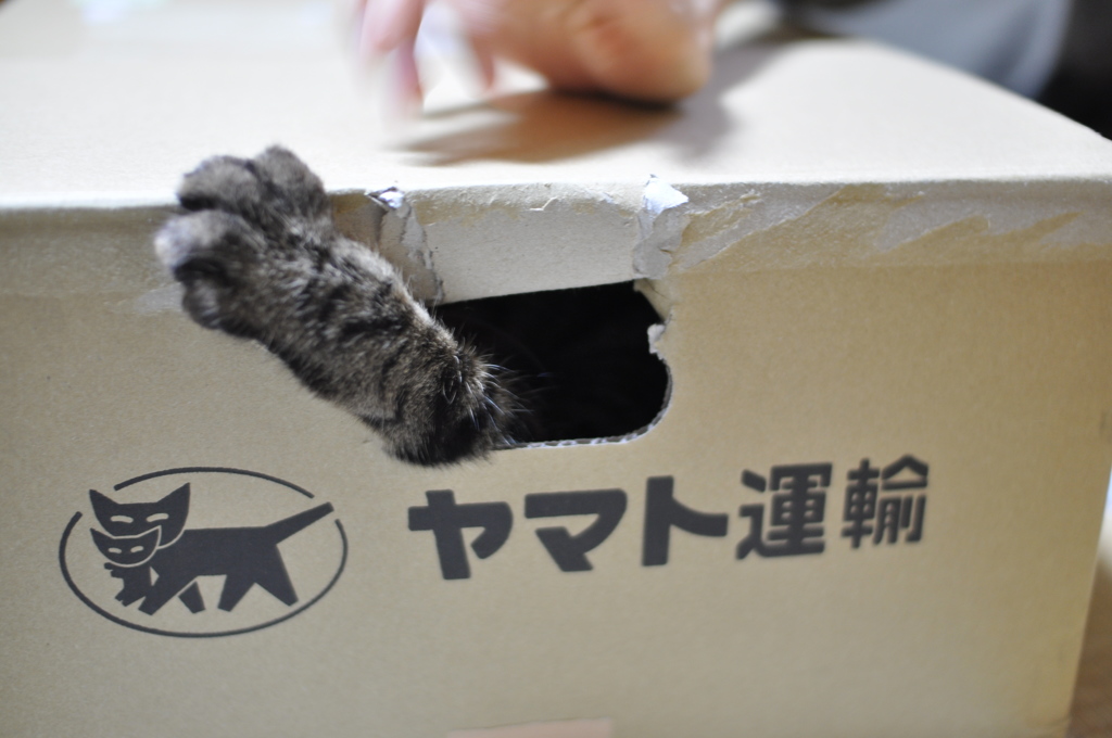 商品に稀に猫が混入する場合がありますが問題ありません