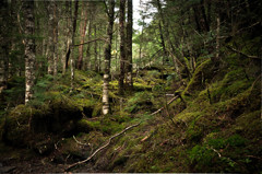 Deep Forest