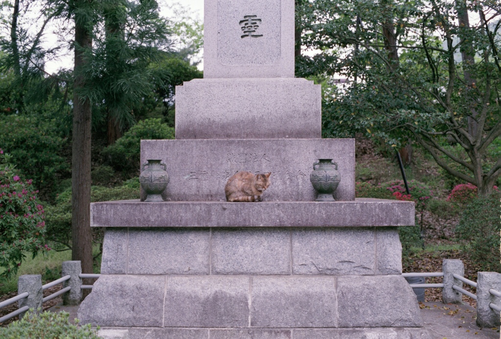石像感のある猫