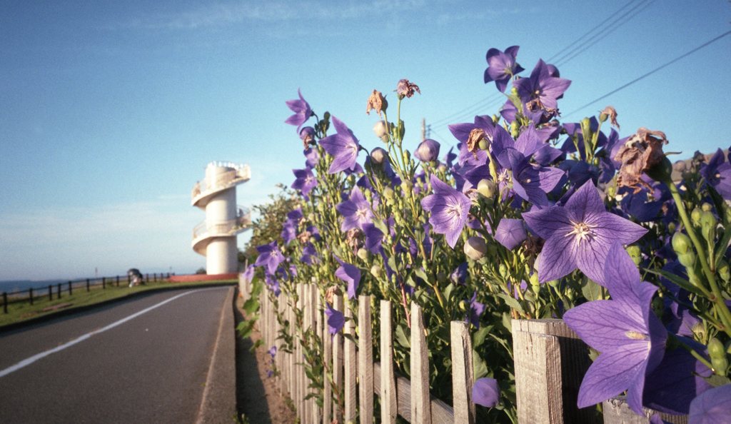 路傍の花