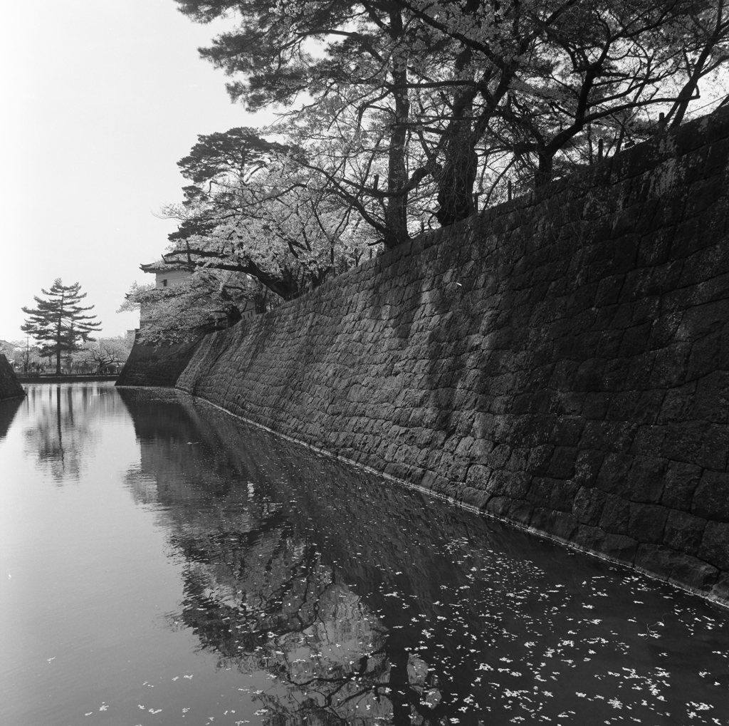 新発田城　春