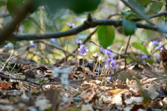 角田山の春