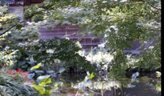 梅雨の晴れ間