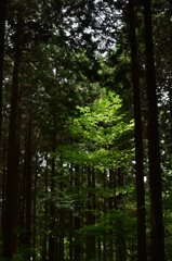 Forest Light