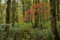 Autumn Snap