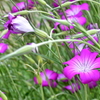 Flower Snap