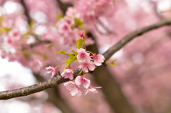 Kawazu Sakura