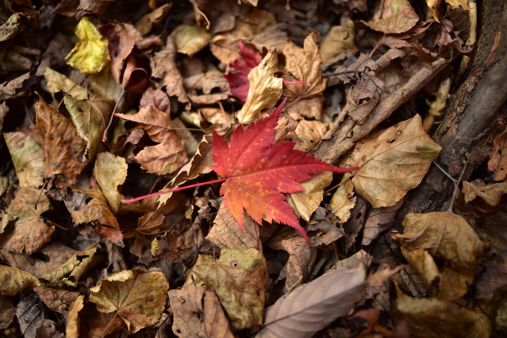 Autumn Snap