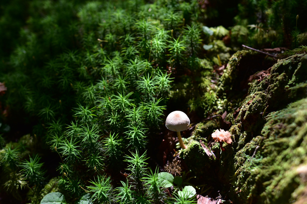 Shirakoma Lake