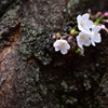 Another Side of Sakura