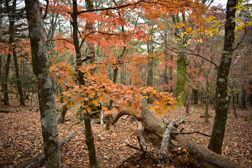 Autumn Snap