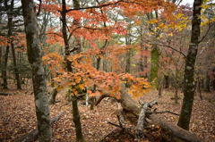 Autumn Snap